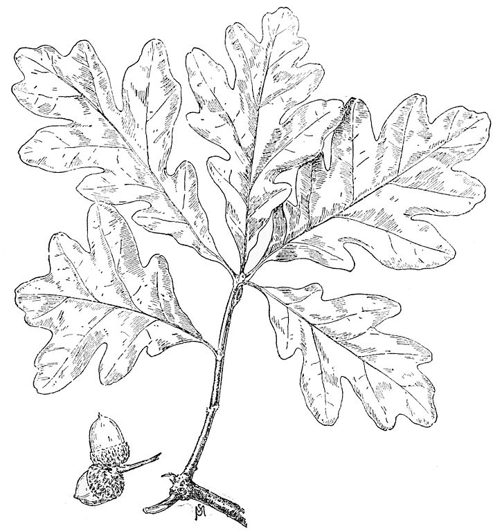 White Oak Leaf Drawing at PaintingValley.com | Explore collection of ...