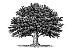 236x168 best oak tree drawings images drawings, pyrography, tree sketches - White Oak Tree Drawing