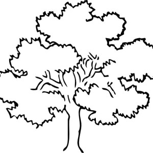 300x300 How To Draw A White Oak Tree - White Oak Tree Drawing