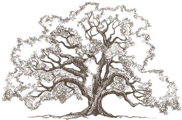 640x421 Huge Collection Of 'oak Tree Branch Drawing' Download More Than - White Oak Tree Drawing