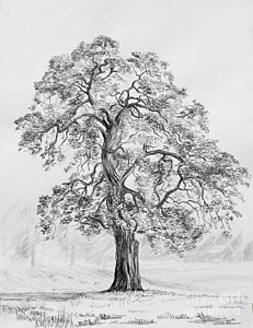 231x300 Lone Oak Drawing - White Oak Tree Drawing