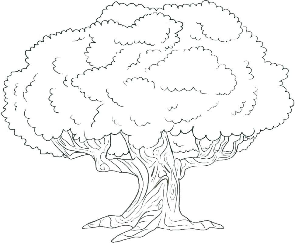 970x798 Oak Tree Coloring Pages - White Oak Tree Drawing