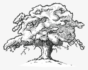 300x238 oak trees png, free hd oak trees transparent image - White Oak Tree Drawing
