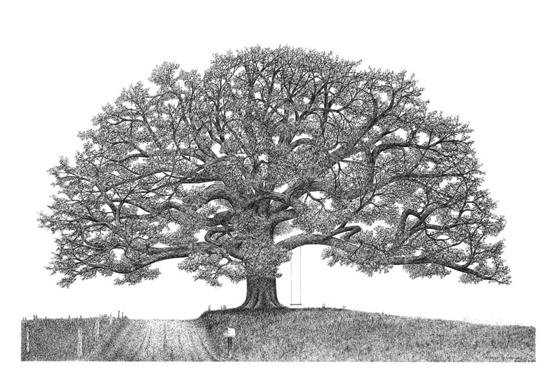 787x532 Oak Tree Figgins Trees Turf, Inc - White Oak Tree Drawing