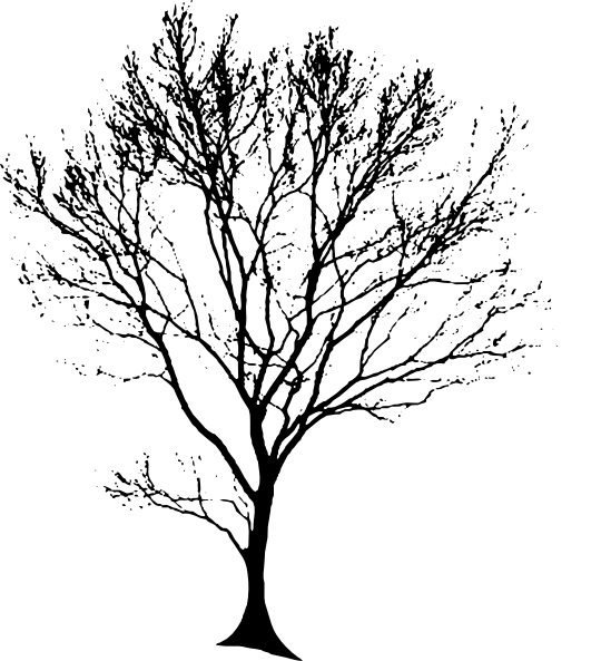 540x593 Oak Tree Black And White Image Royalty Free Download - White Oak Tree Drawing