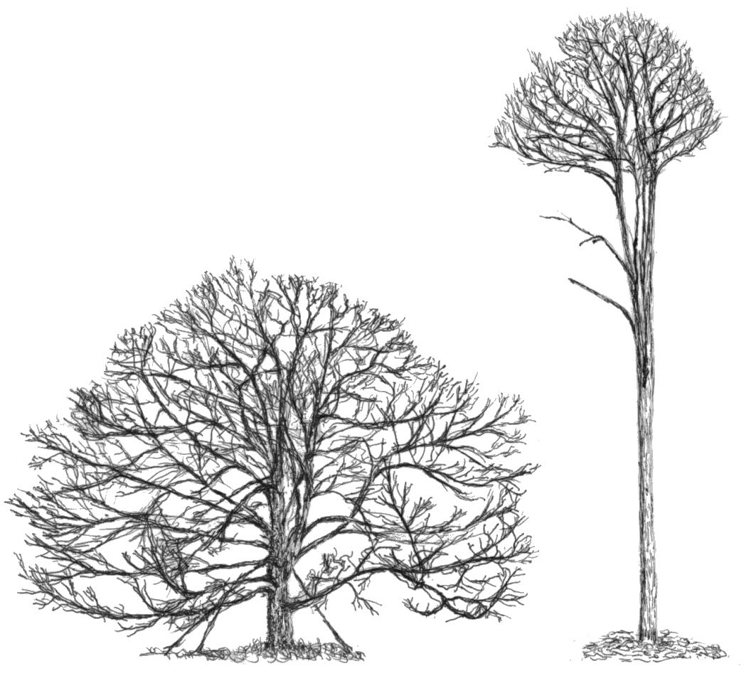 Рисование деревьев в графике