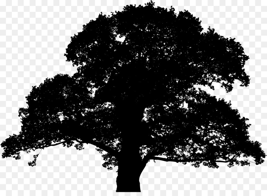 900x660 Tree, Drawing, Plant, Transparent Png Image Clipart Free Download - White Oak Tree Drawing