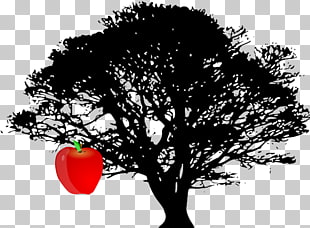 310x228 tree drawing white oak tree png clipart free cliparts uihere - White Oak Tree Drawing