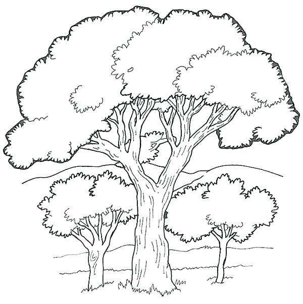 600x603 White Oak Tree Drawing - White Oak Tree Drawing