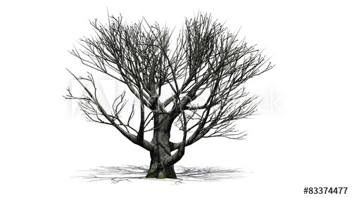 500x282 White Oak Tree Winter - White Oak Tree Drawing