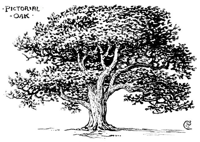 649x460 Oak Leaves Line Drawings - White Oak Tree Drawing