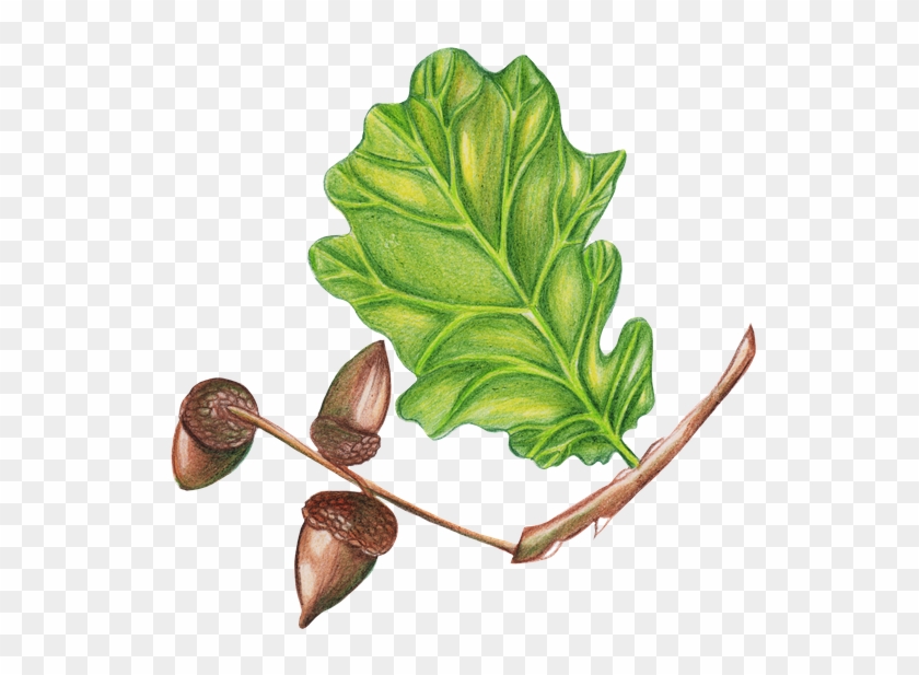 840x617 Hand Drawing - White Oak Tree Drawing