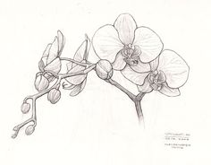 White Orchid Drawing