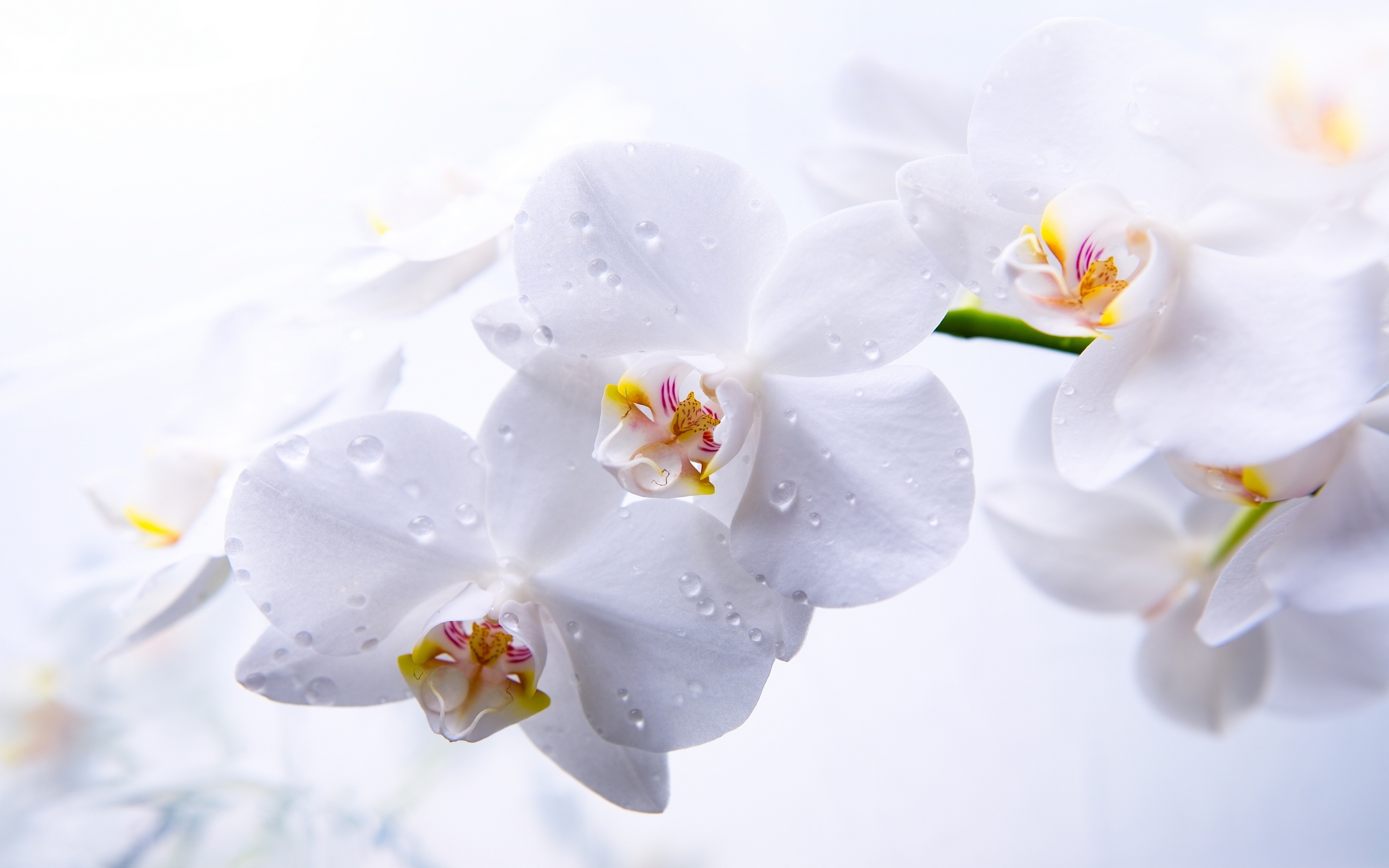 2880x1800 Hite Orchid Hd Wallpaper, Background Images - White Orchid Drawing