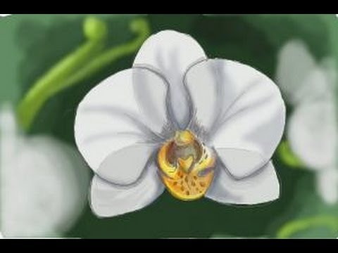 480x360 How To Draw An Orchid - White Orchid Drawing