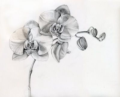 400x322 orchid drawing tattoo projects in my mind orchid tattoo - White Orchid Drawing