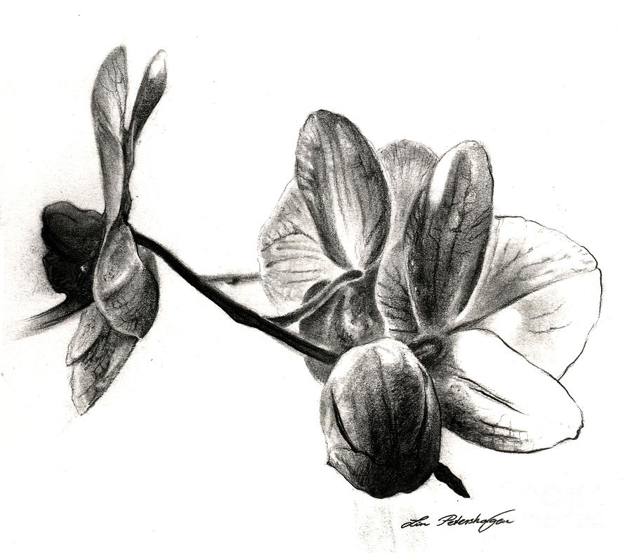 900x787 orchids in black drawing - White Orchid Drawing