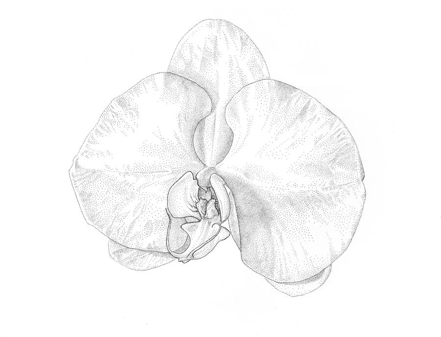 900x689 Phalaenopsis Orchid Drawing - White Orchid Drawing