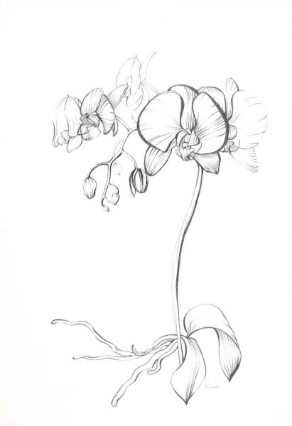 411x600 The Gallery - White Orchid Drawing
