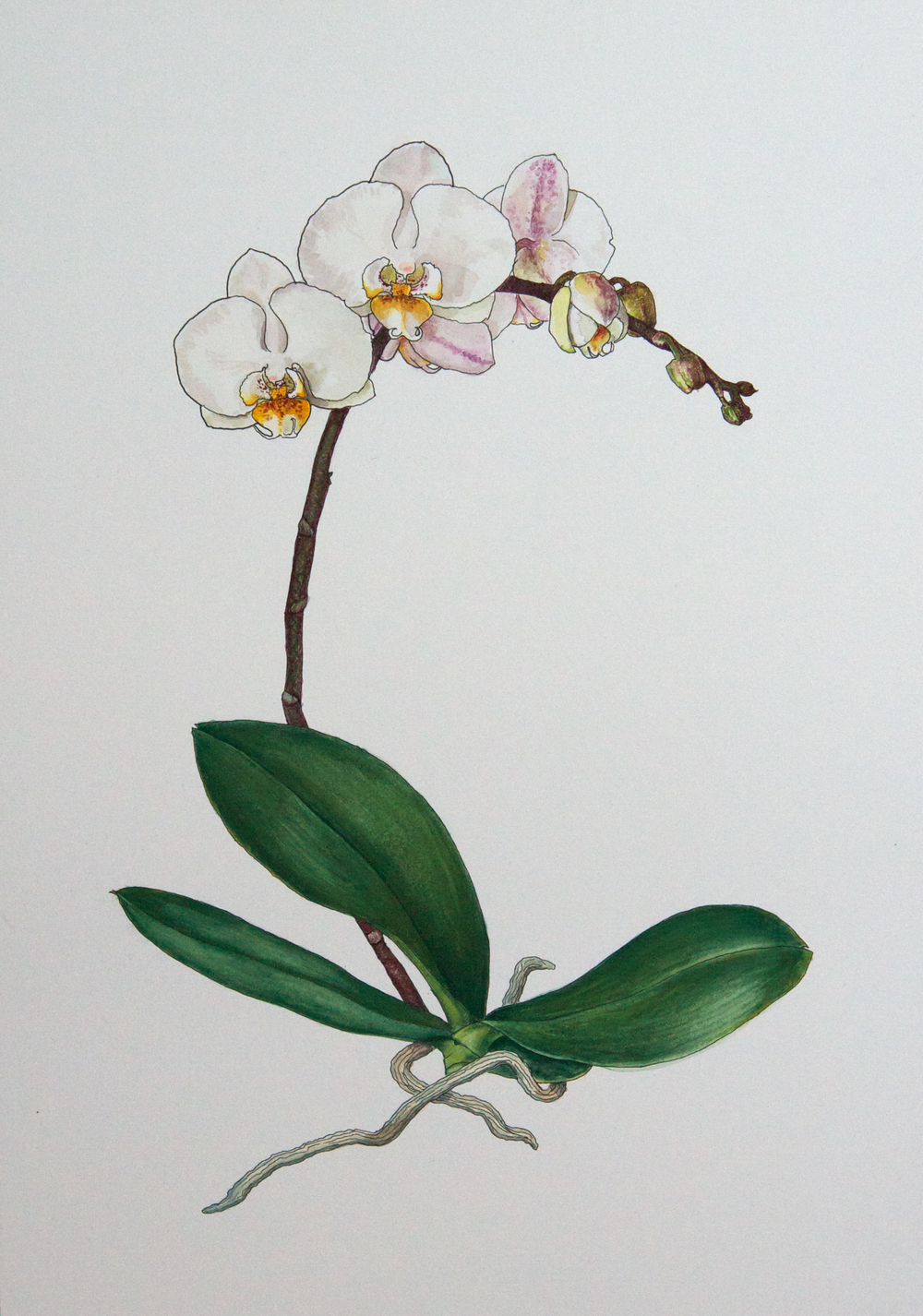 Орхидея Rebecca