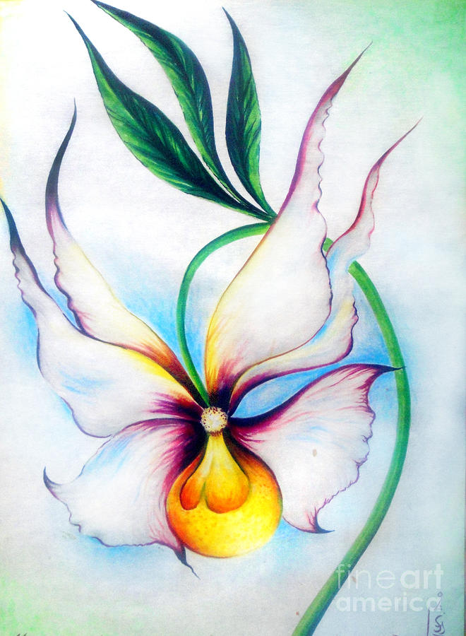 660x900 White Orchid Flower Drawing - White Orchid Drawing
