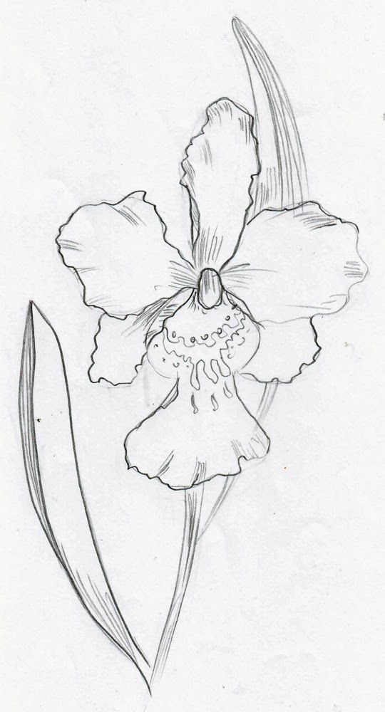 540x1000 White Orchid Flower Drawing - White Orchid Drawing