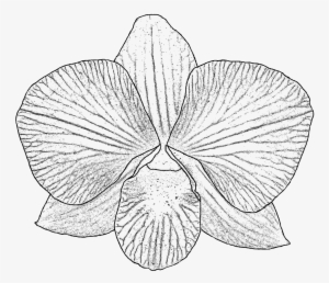 300x258 white orchid png, free hd white orchid transparent image - White Orchid Drawing