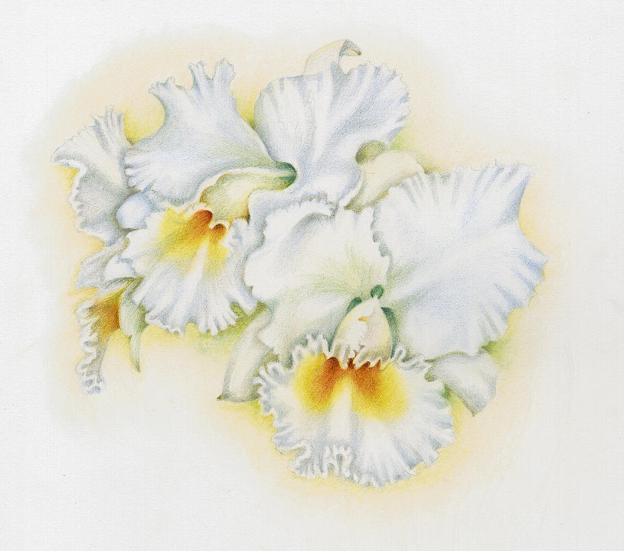 900x795 white orchid trio drawing - White Orchid Drawing