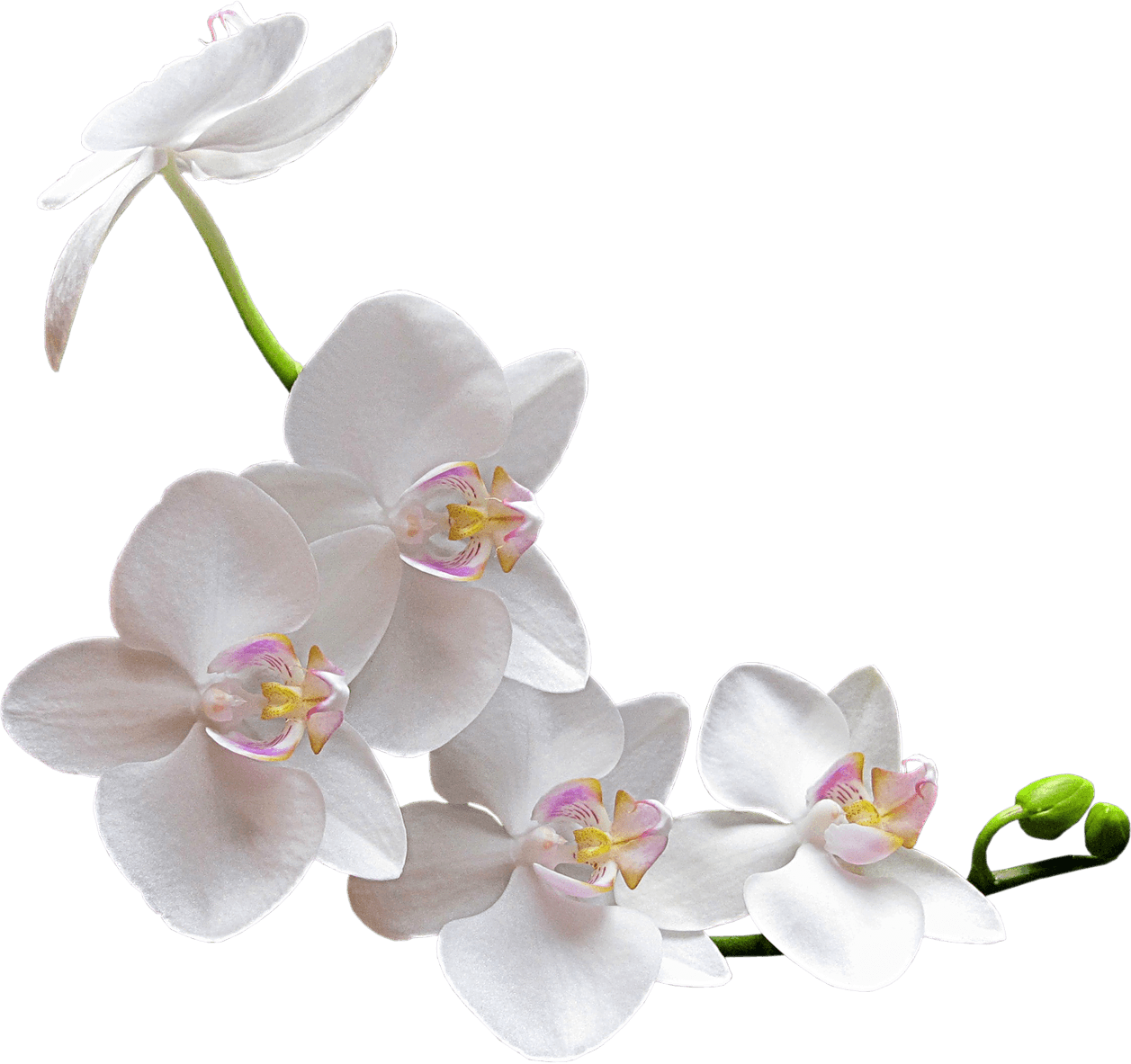 1257x1183 White Orchid Transparent Png - White Orchid Drawing