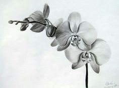 236x174 z flowers drawings of orchids - White Orchid Drawing