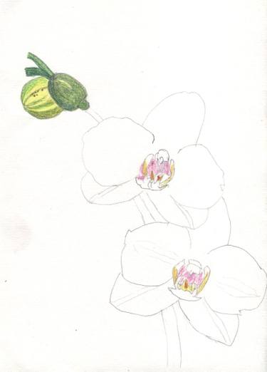 375x522 white orchids drawing - White Orchid Drawing