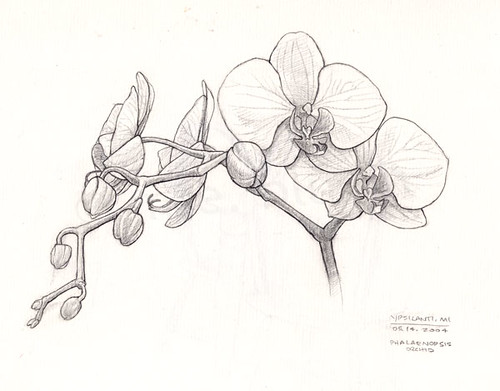 White Orchid Drawing at PaintingValley.com | Explore collection of ...