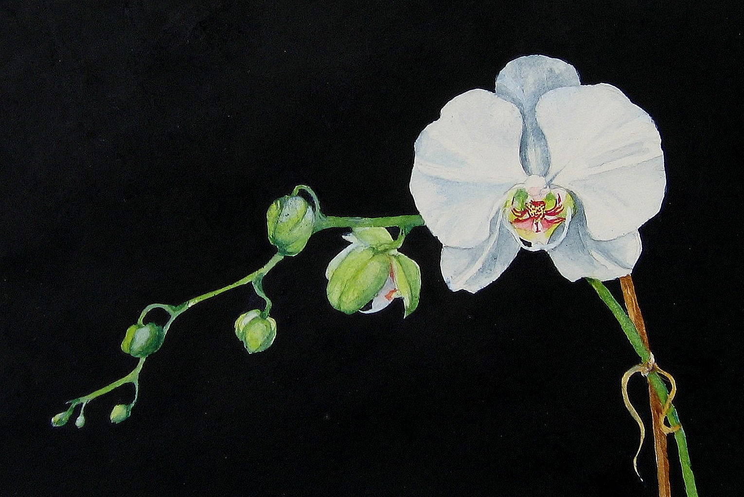 1530x1022 Gaeroladid White Orchid Painting Images - White Orchid Drawing