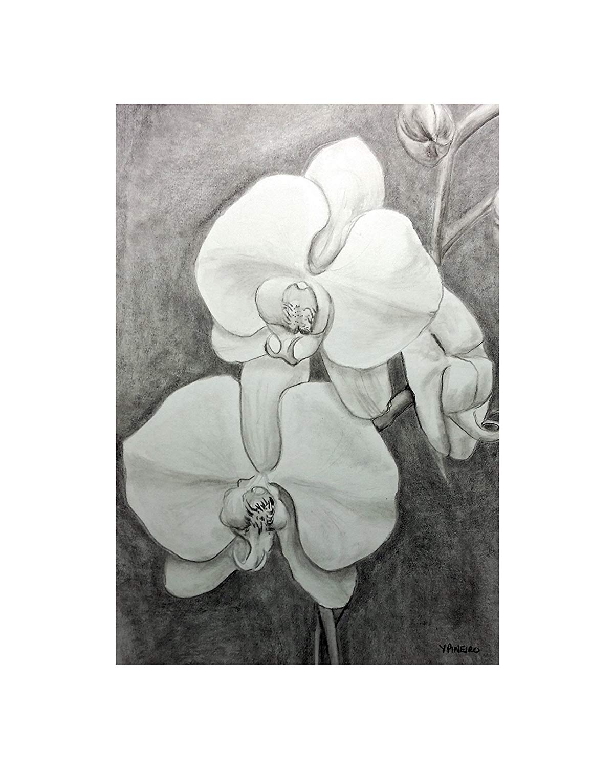 1200x1500 white orchids - White Orchid Drawing