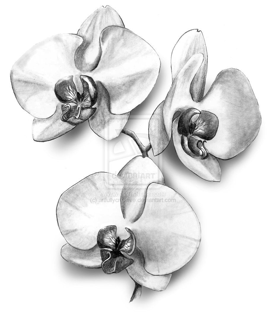 670+ Free Download Orchid Tattoo Inspiration Idea Tattoo Images