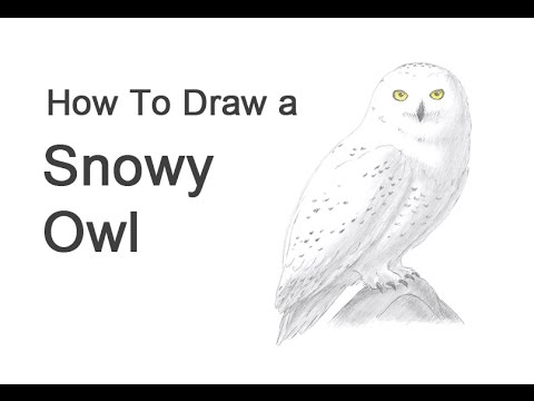 480x360 How To Draw A Snowy Owl - White Owl Drawing