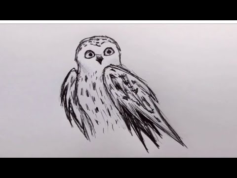 480x360 Light Fever's Drawing Tutorial Snowy Owl - White Owl Drawing