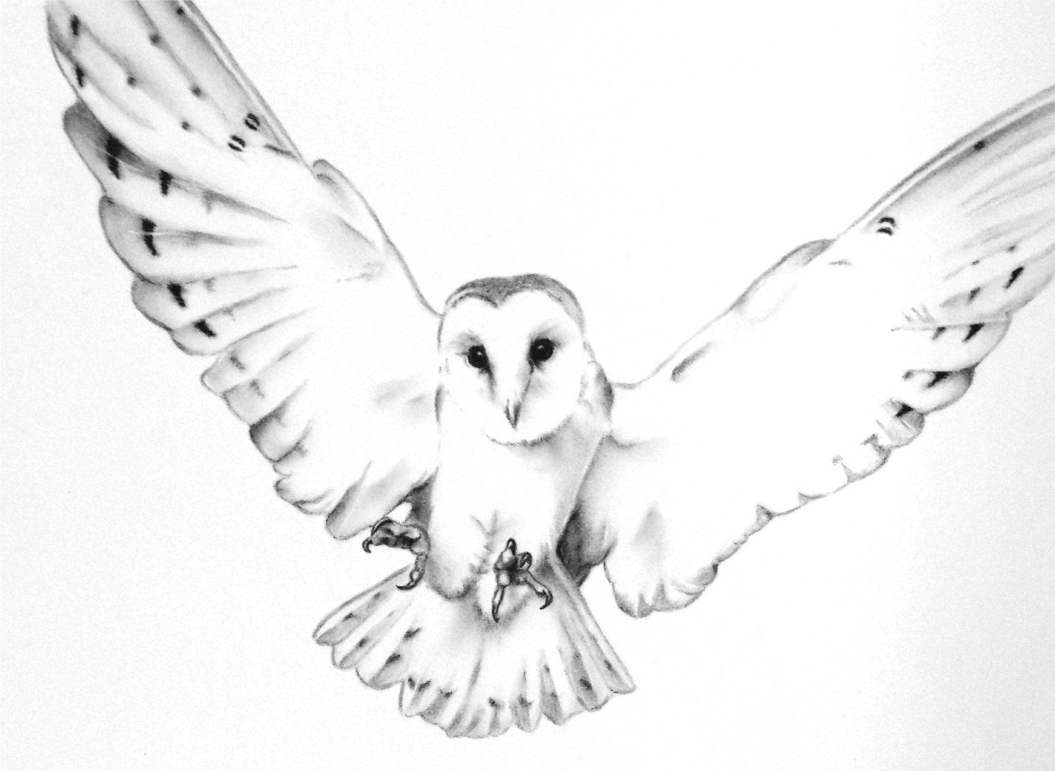 1500x1096 Owl Drawing - White Owl Drawing