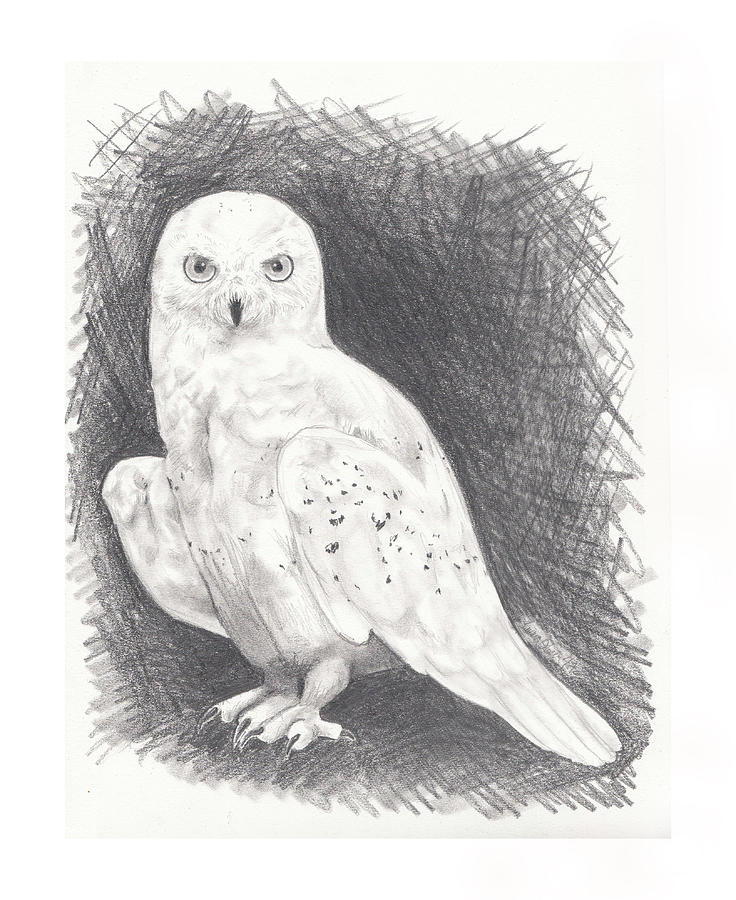 736x900 Snowy Owl Drawing - White Owl Drawing