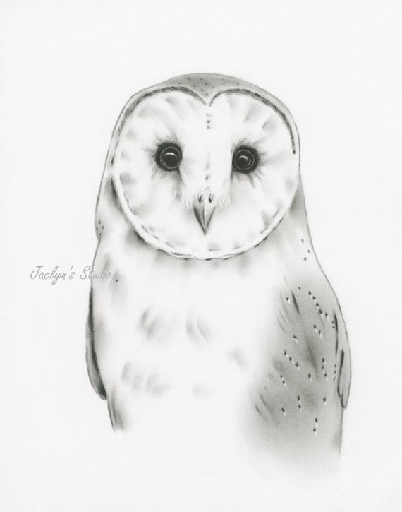 570x725 barn owl print barn owl art barn owl drawing owl sketch etsy - White Owl Drawing