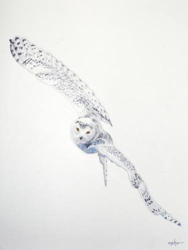 375x500 Snowy Owl Painting - White Owl Drawing