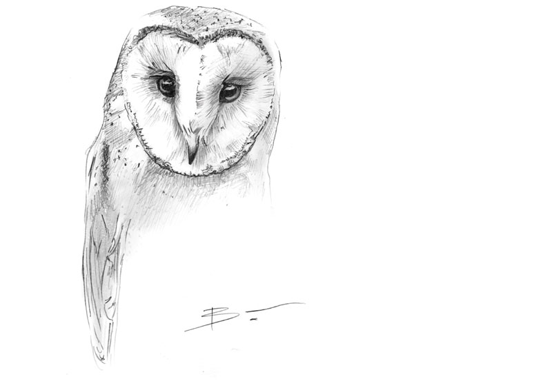 800x566 Barn Owl Drawing - White Owl Drawing