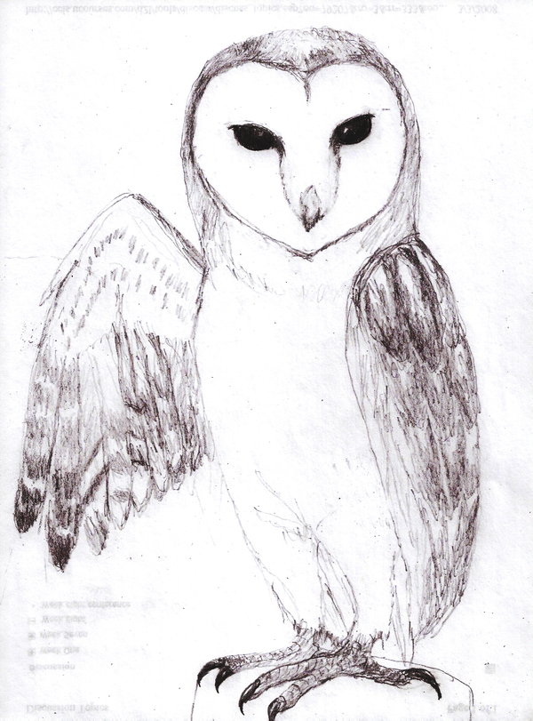 600x811 Black And White Owl Drawing - White Owl Drawing
