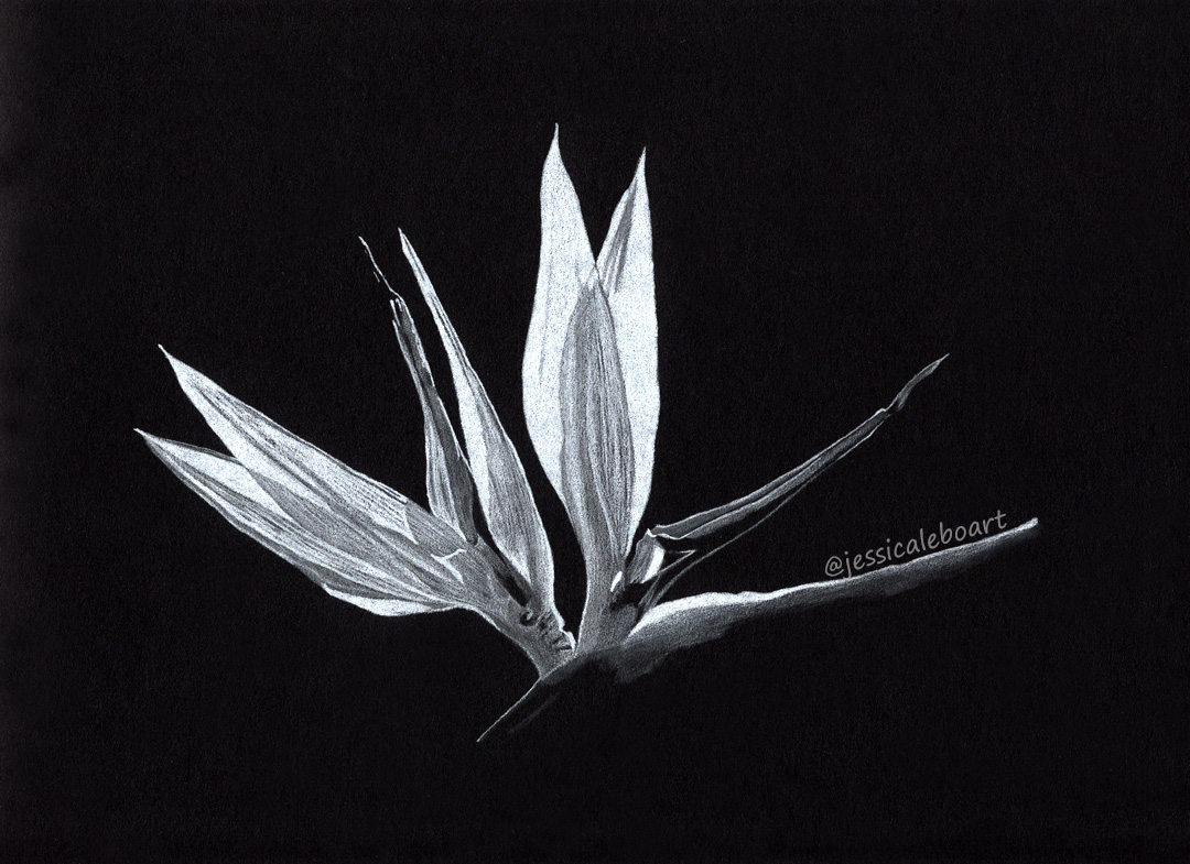  White Pencil Drawing at PaintingValley.com Explore collection of 