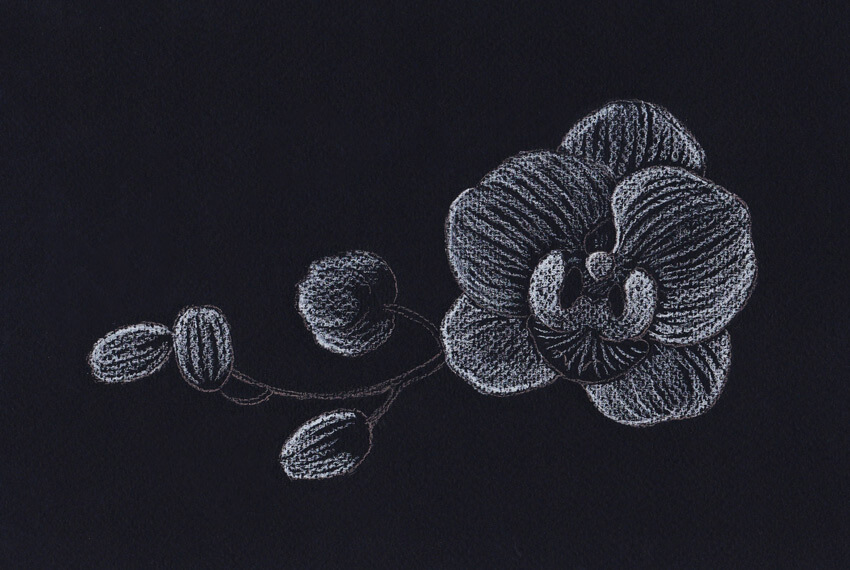 850x570 How To Draw An Orchid With Pastel Pencils - White Pencil Drawing
