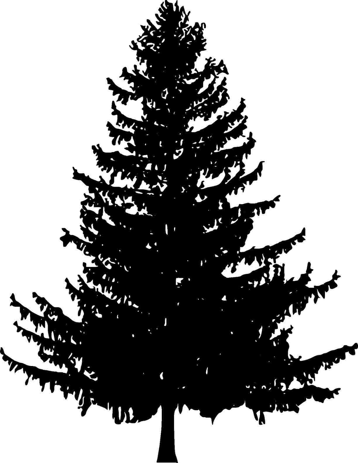 1224x1580 Drawings Of Pine Trees To Draw Realistic Trees Google Search - White Pine Drawings