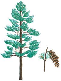 White Pine Drawings at PaintingValley.com | Explore collection of White ...