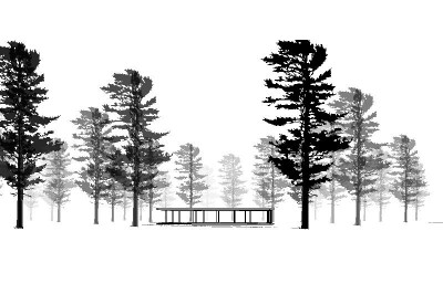 400x266 eastern white pine tree for revit - White Pine Drawings