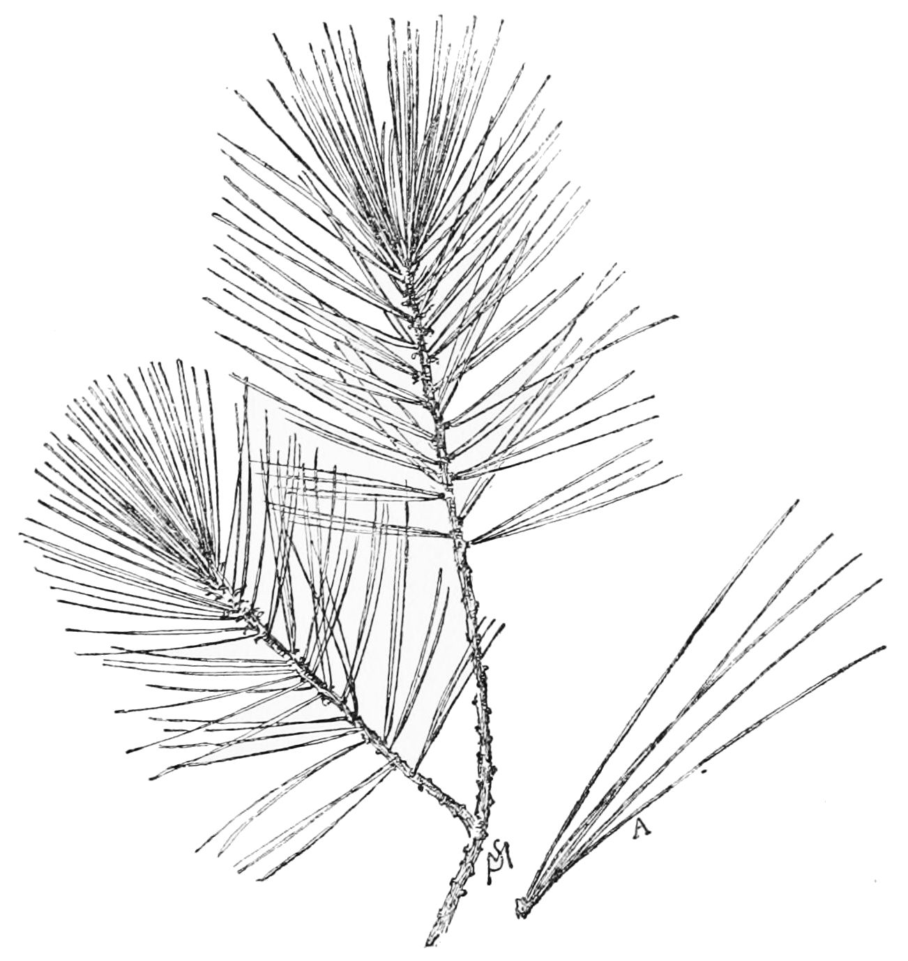 1302x1378 Filepsm White Pine Leaf - White Pine Drawings