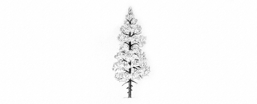 850x346 How To Draw Trees - White Pine Drawings